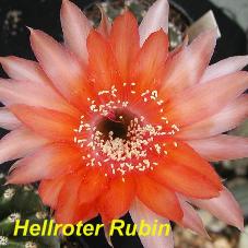 EP-H. Hellroter Rubin.4.7.jpg 